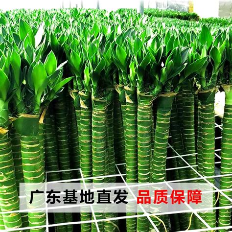 文昌竹數量|【文昌竹數量】文昌竹數量大公開！數量對了富貴臨門、運勢旺到。